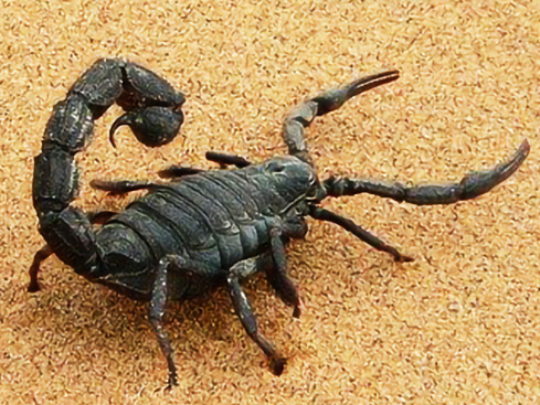 Alacranes